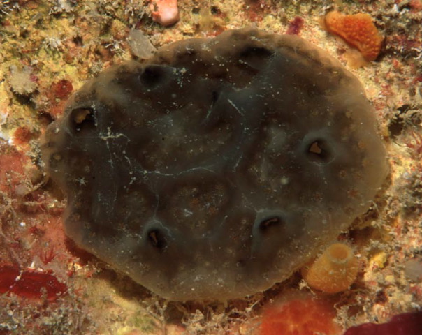 Polyclinum pute